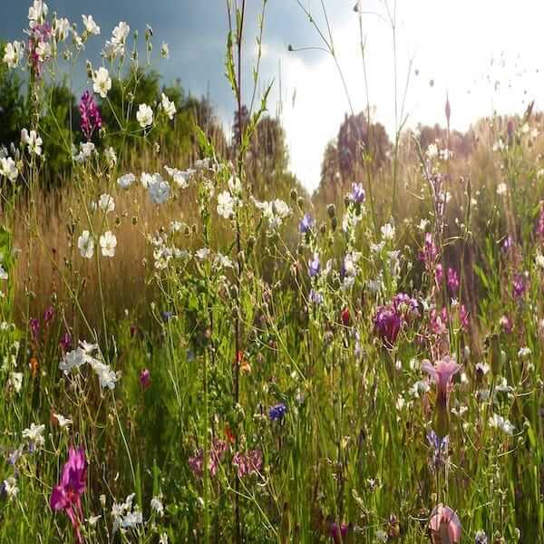 A meadow brimming with colorful perennial wildflowers, the perfect addition to any garden.