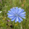 chicory seed packets