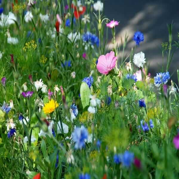 flower seeds that grow in shade Effortlessly cultivate thriving blooms with our easy-to-grow part shade wildflower mix.