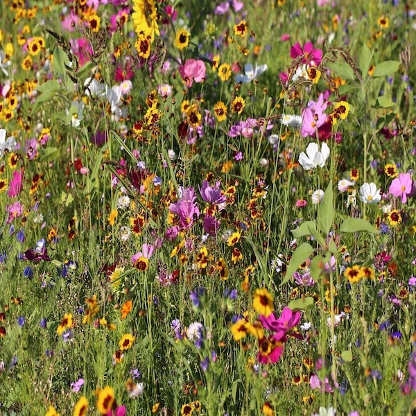 perennial meadow seed mix
