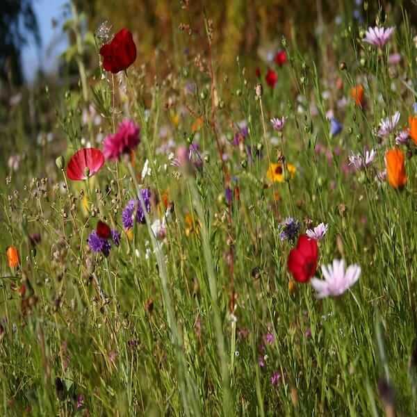 shade tolerant wildflower seed mix A mix of wildflower seeds specially curated for part shade, creating a mesmerizing spectacle in your landscape.