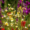 shade wildflower seed mix Colorful wildflower seeds that thrive in shady conditions, adding beauty to your landscape.