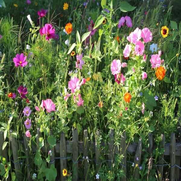 wild flowers seeds for shade - A packet of wildflower seeds for shade, perfect for creating a vibrant garden in partially shaded areas.
