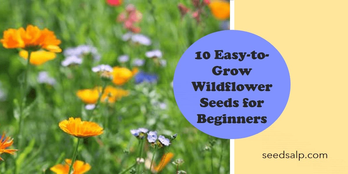 10 Easy to Grow Wildflower Seeds for Beginners