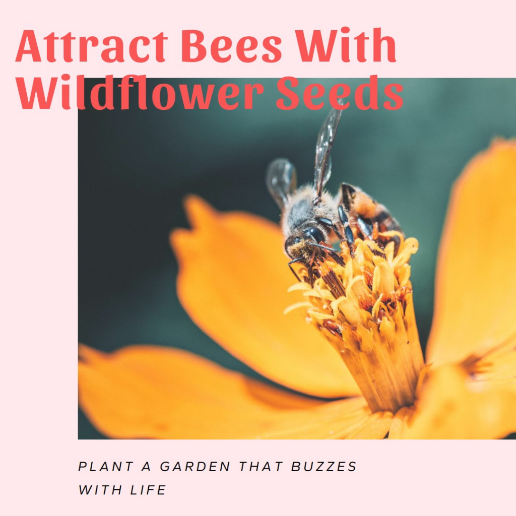 Wildflower seeds for attracting bees - Perennial Wildflowers for Bees