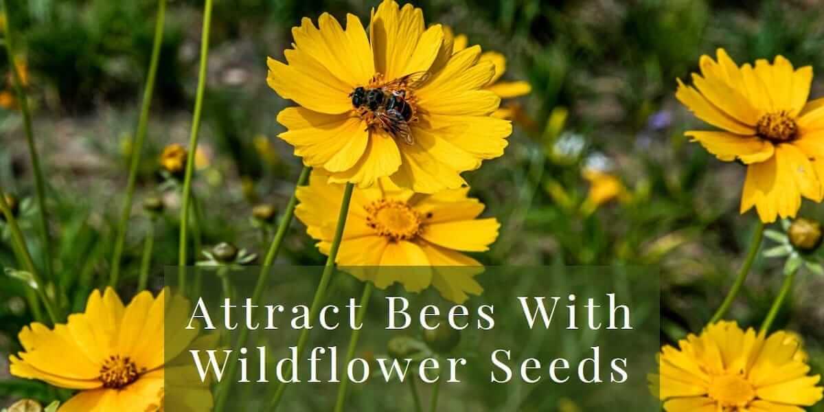 Wildflower seeds for attracting bees