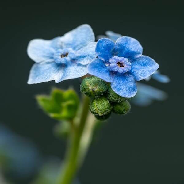 chinese forget me not firmament seeds