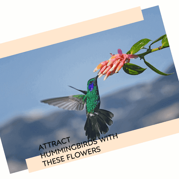 what flowers do hummingbirds like