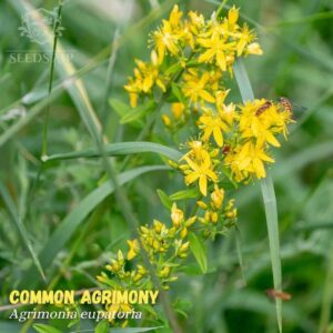 Agrimonia Eupatoria Seeds Common