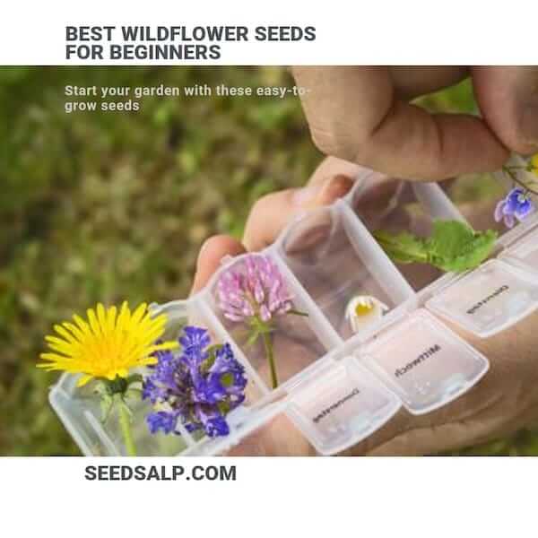 Best wildflower seeds for beginners
