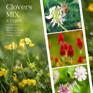 Clover Mix Cover Crop