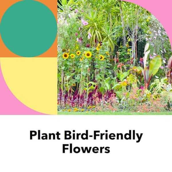 Cultivate Bird-Friendly Plants