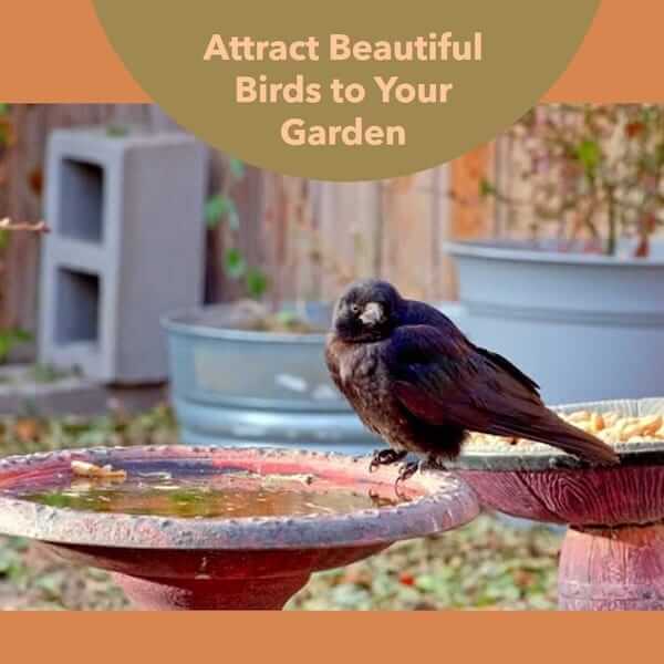 How to Attract Birds to Your Garden with Wildflower Seeds