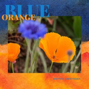 Orange Blue Wildflower Seed Mix