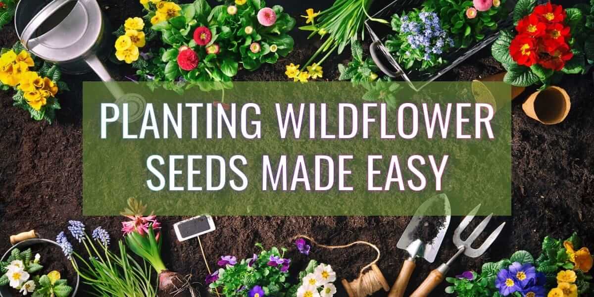 Planting Wildflower Seeds