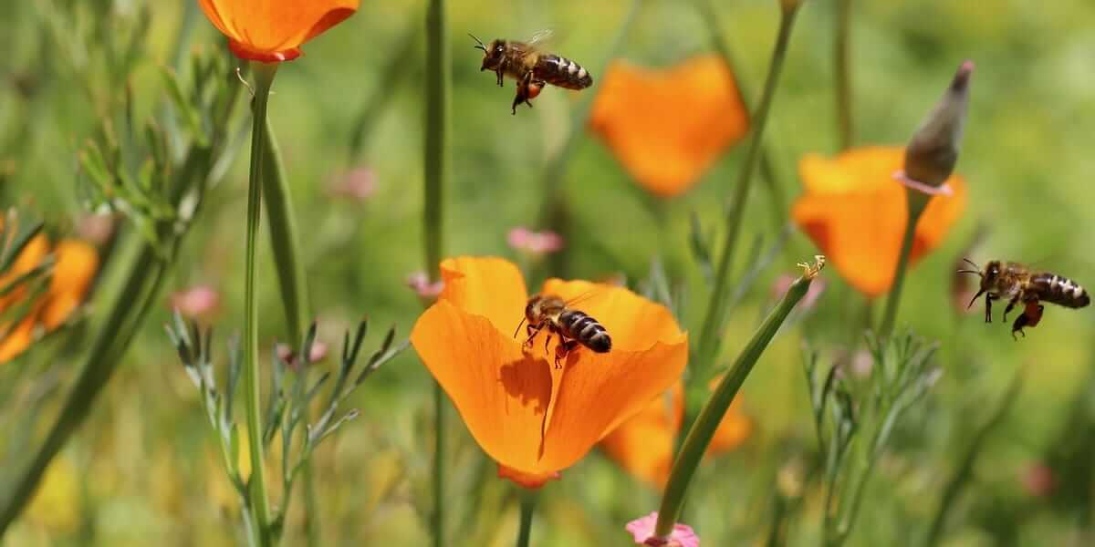Pollinator-friendly wildflower seeds