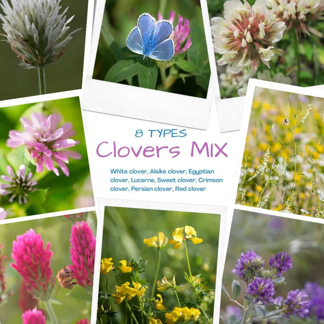 Special Mixed Clover Seeds