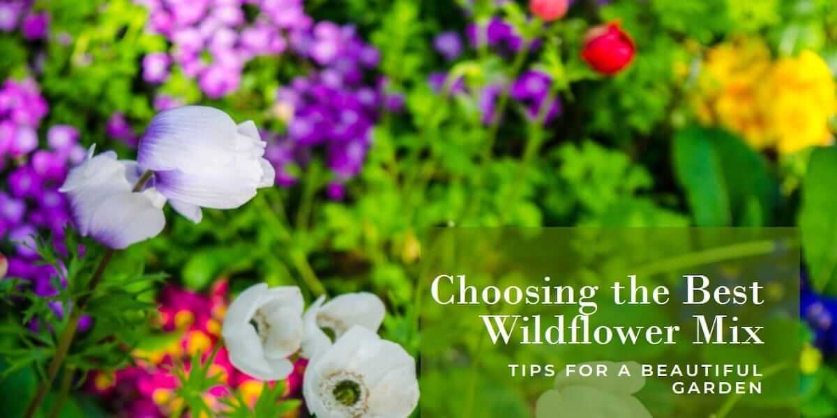 Wildflower Mix: How to Choose the Best Flower Mix