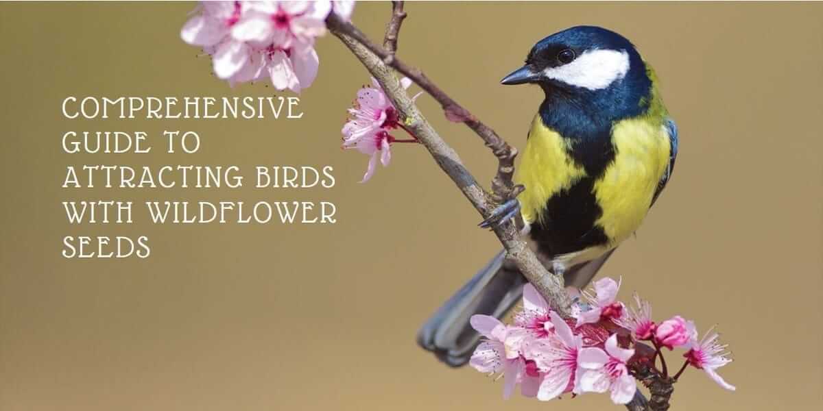 Wildflower Seeds for Attracting Birds Wildflower Seeds for Attracting Birds: A Comprehensive Guide