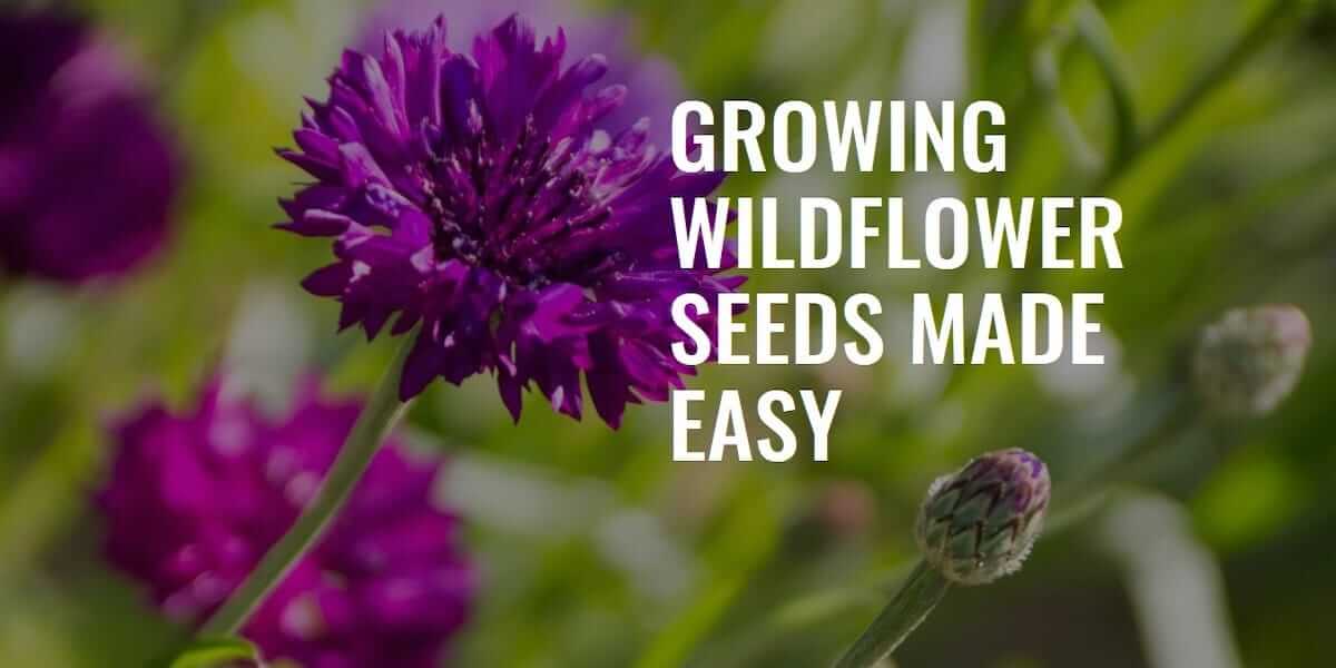 Wildflower seeds for beginners