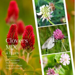 clover mix seeds