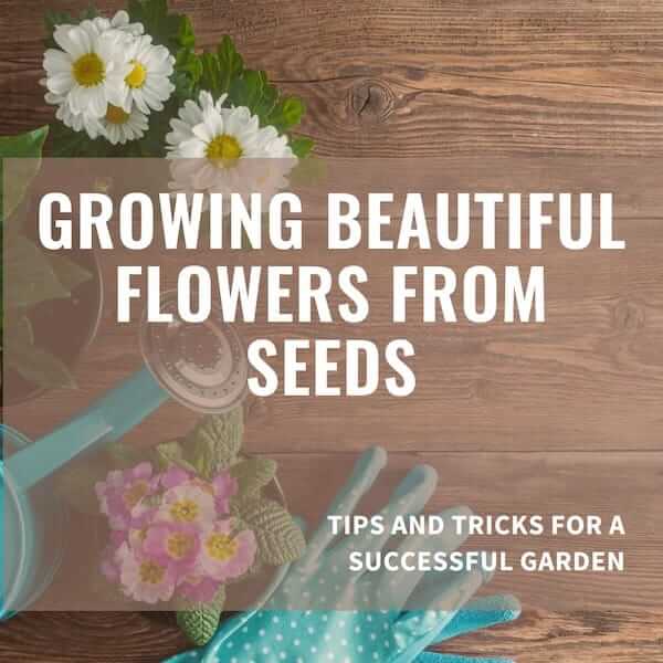 how to grow flowers from seeds