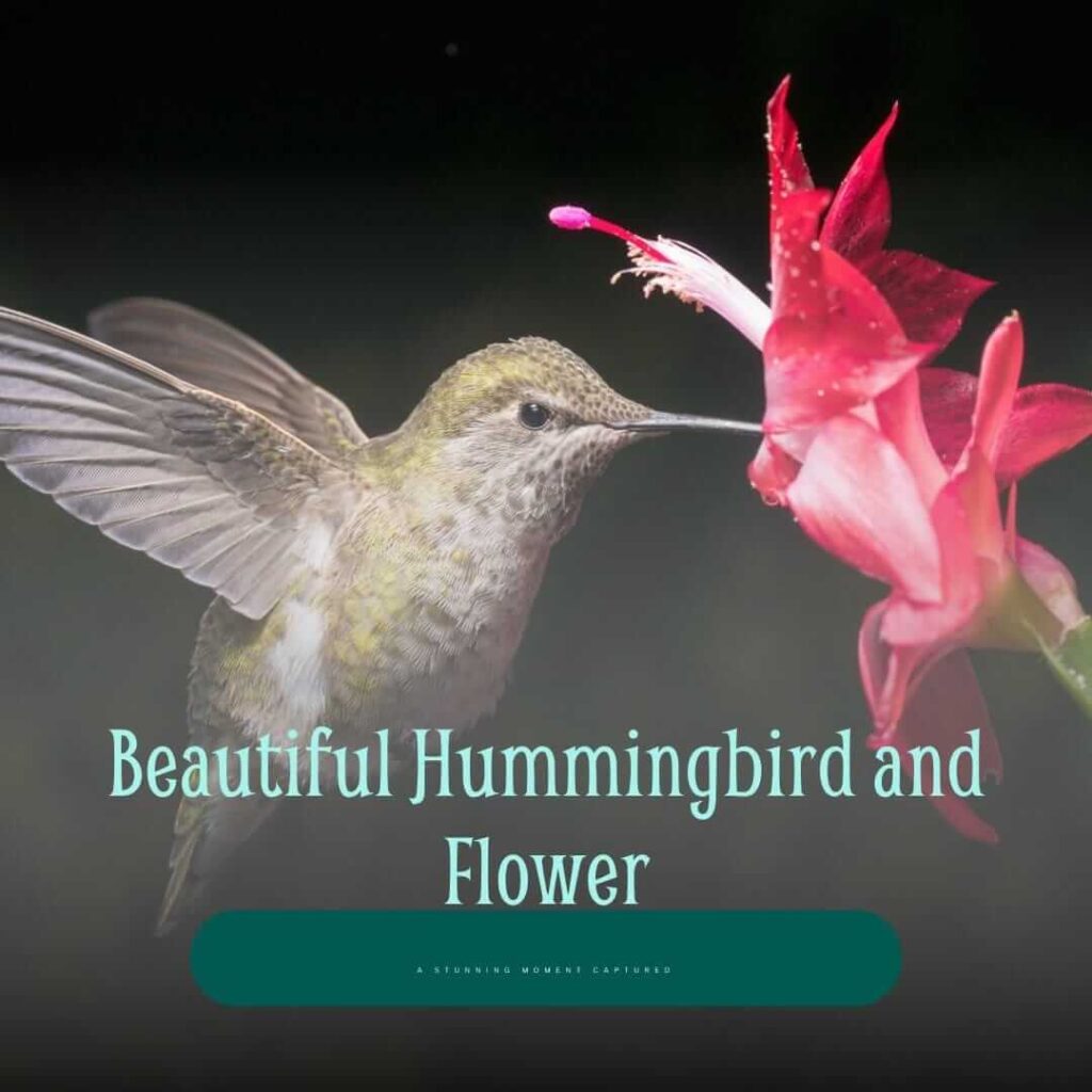 Hummingbird Nectar Wildflower Seed Mix
Butterfly & Pollinator-Friendly Wildflower Seeds