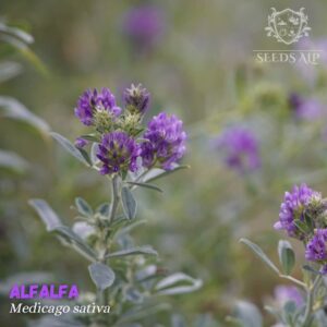 Medicago sativa Alfalfa Seeds clover
