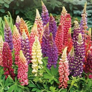 RUSSELL LUPINE SEED MIX mixed lupine