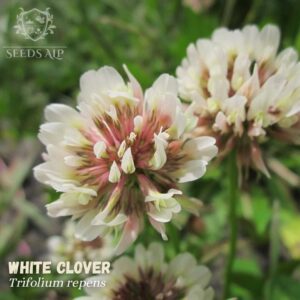 Trifolium repens Seeds-white clover