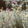 Wildflower-garden-seeds-online.jpeg