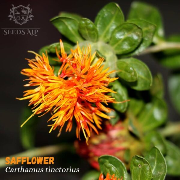 Safflower Seeds for Planting