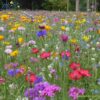 1kg wildflower seeds for planting