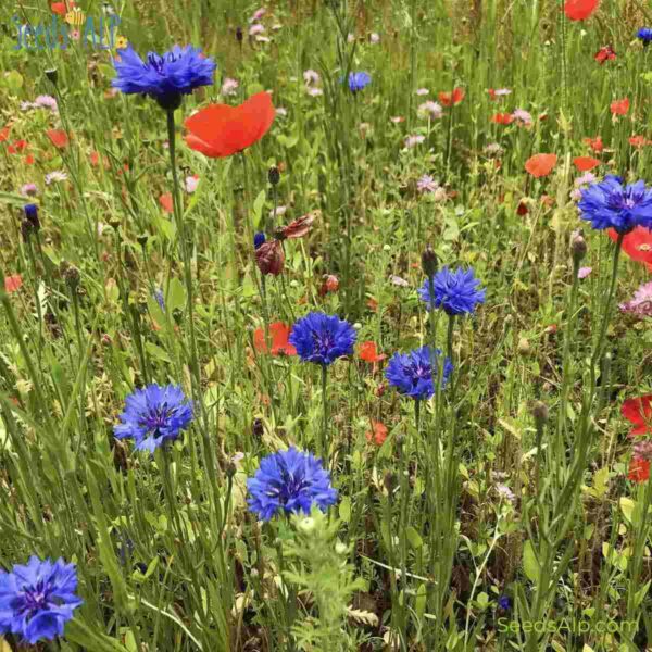 5kg wildflower seeds for sale