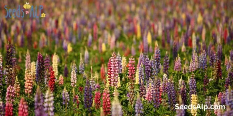 How To Grow Lupines