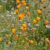 How to Plant 3kg Wildflower Seeds
