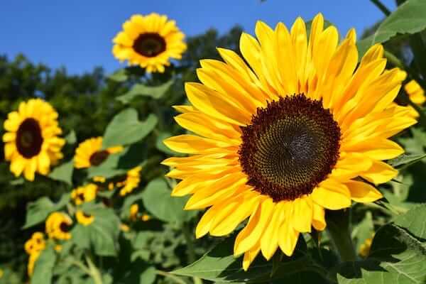 How to Plant Sunflowers