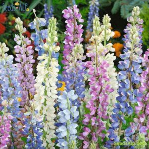 Lupinus Hartwegii Seeds Mix