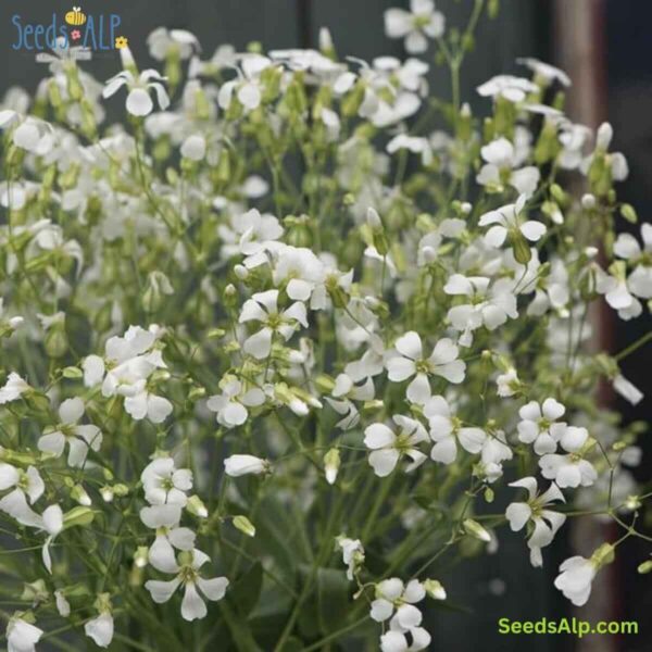 Saponaria vaccaria White Beauty