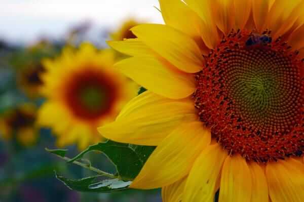 When to Plant Sunflowers Seeds