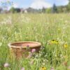 Wildflower Seeds for Attracting Bees and Butterflies