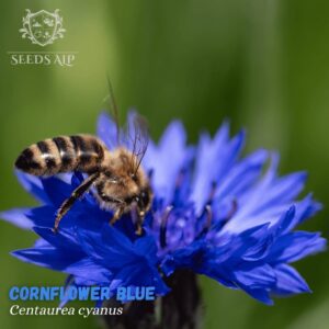 blue cornflower cornflower seed