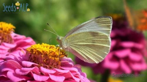 learn how to grow zinnia wildflowers