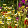 wildlife habitat wildflower seeds