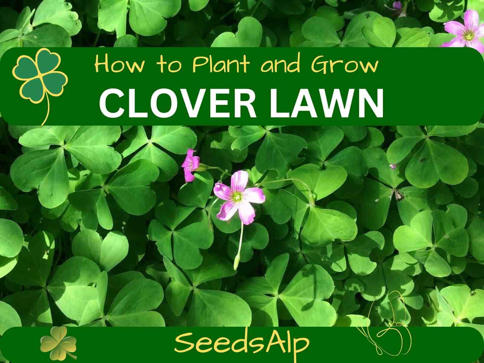 How to Grow Clover Lawn Best Clover for Lawns