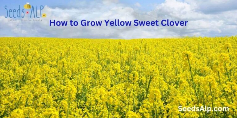 Grow Yellow Sweet Clover