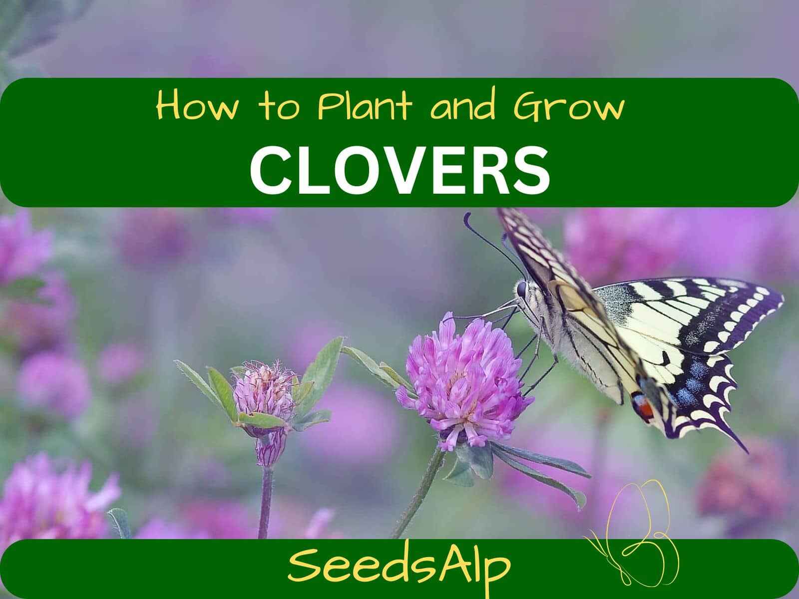Growing Clover How to Growi Clover