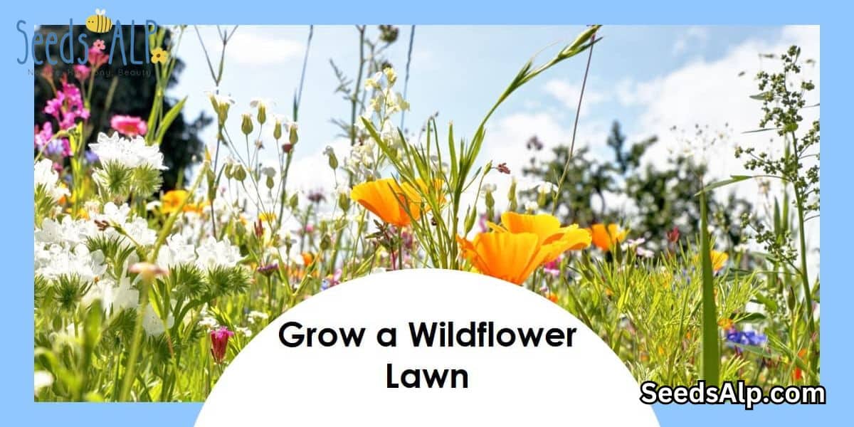 Low-Growing Wildflower Seeds