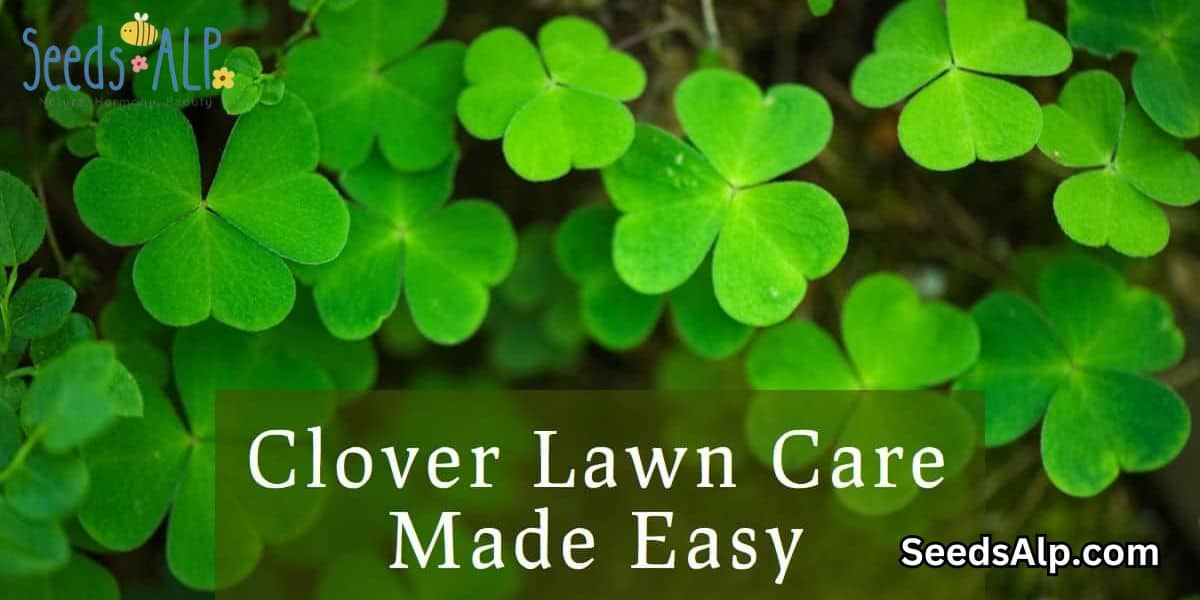Maintaining a Clover Lawn