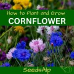 Where to Grow Cornflowers How to Grow Cornflowers
